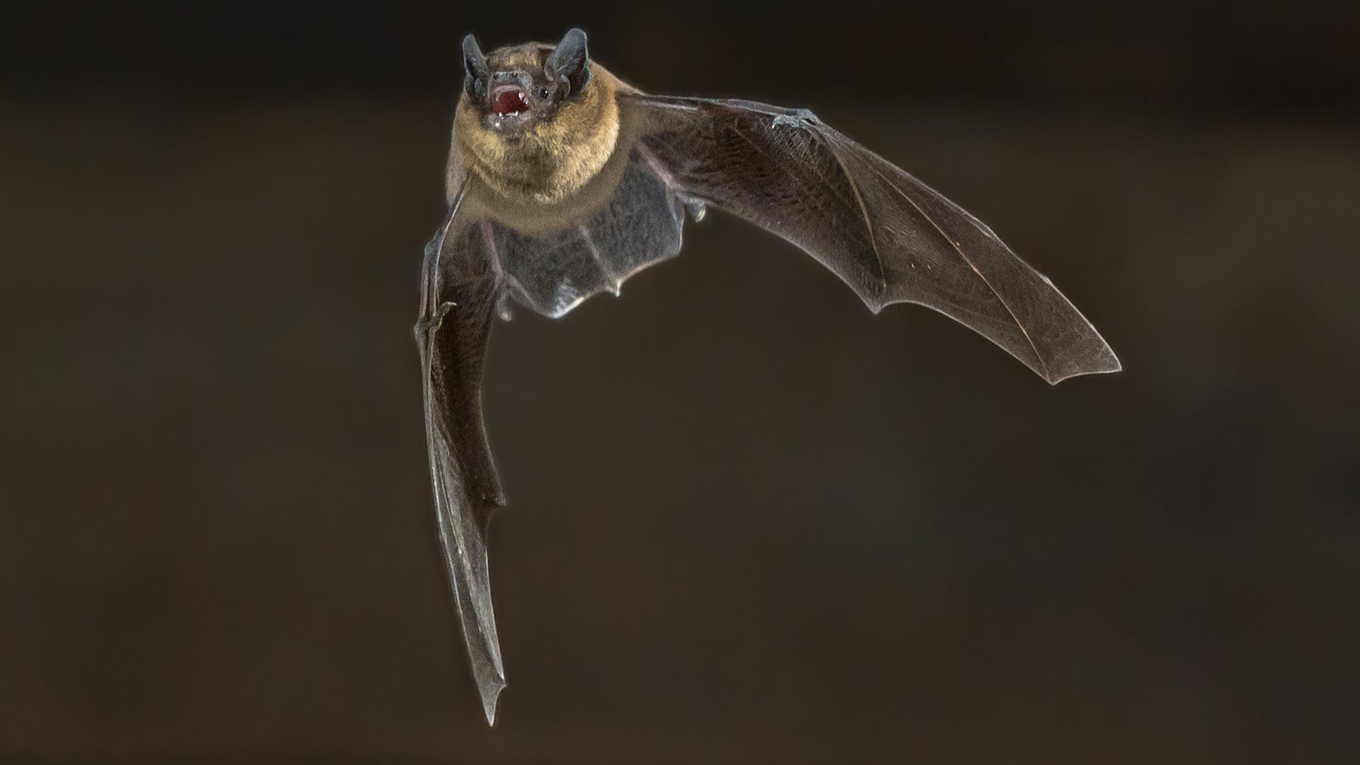 River Valleys Trust Bat Walk