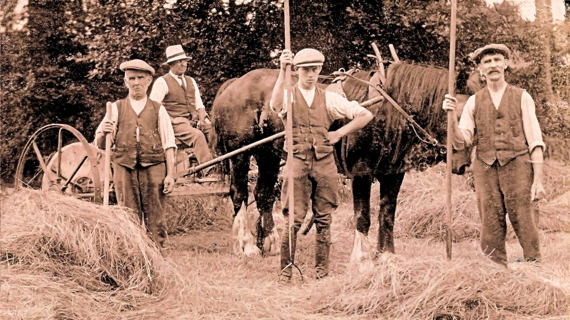 The Lost Language of Wiltshire - The Everyday Speech of Jackdaws and Moonrakers