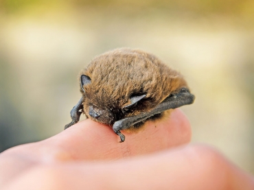 River Valleys Trust Bat Walk